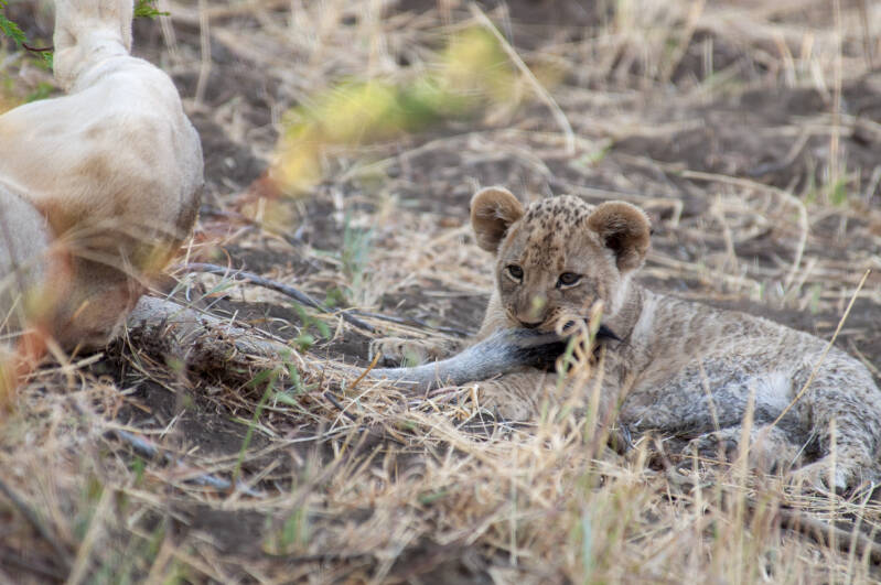 lioncub.