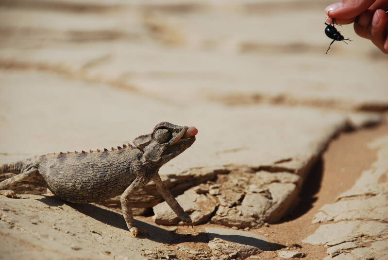 Namib-Naukluft NP