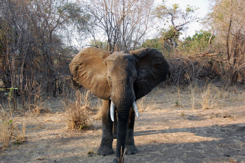 Olifant Liwonde NP 