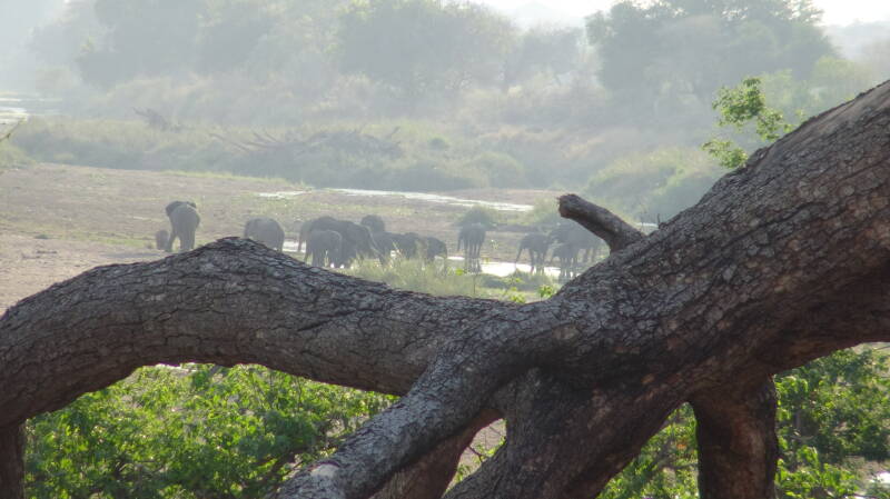 Olifanten Mapungubwe