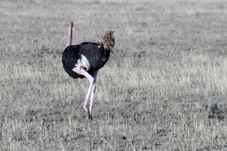 Ostrich