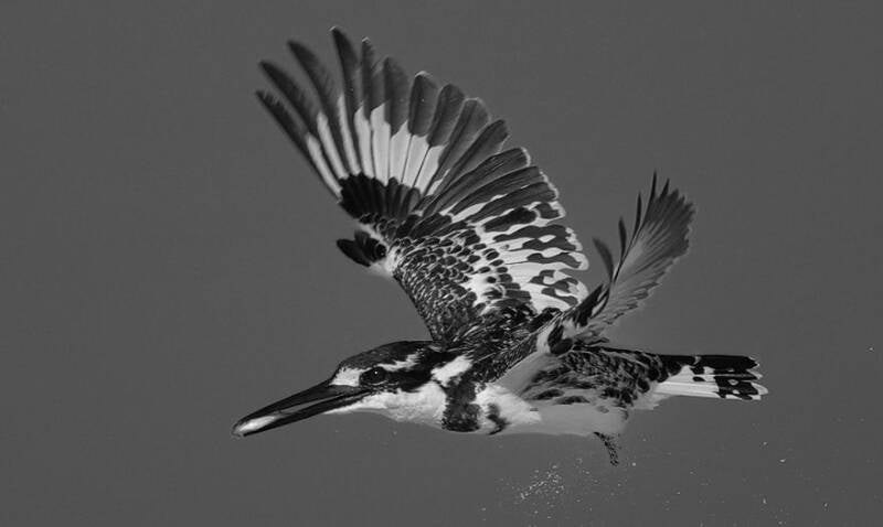 Pied kingfisher.