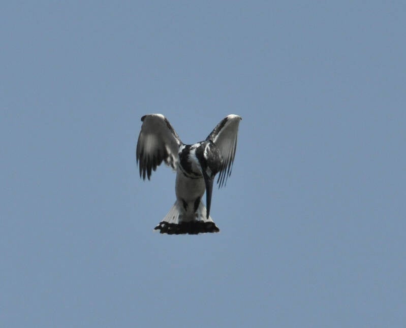 Pied kingfisher.