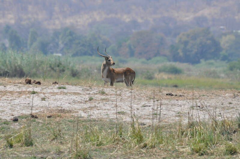 Red lechwe