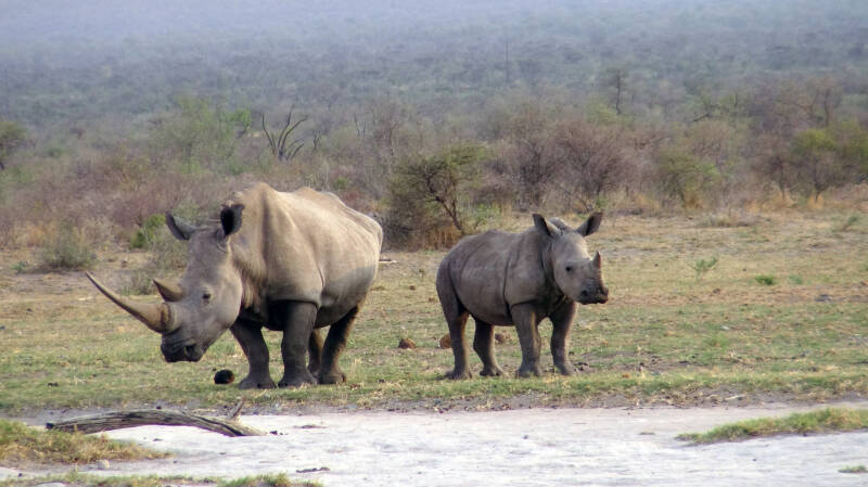 Rhino Madikwe NP