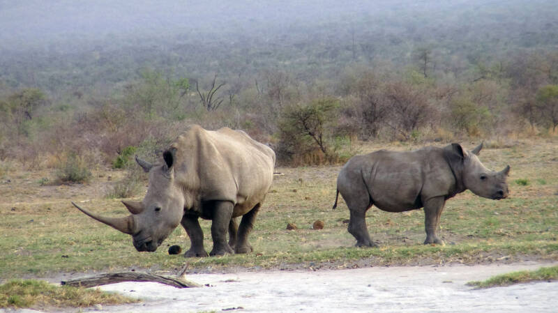 Rhino Madikwe NP
