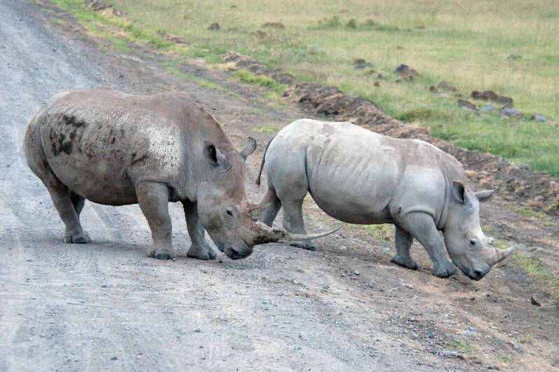 Rhino Nakuru NP