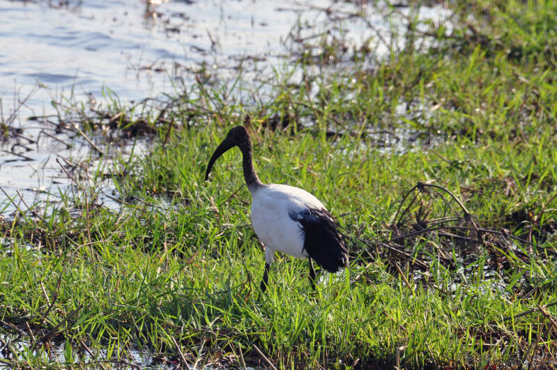 Sacred Ibis.