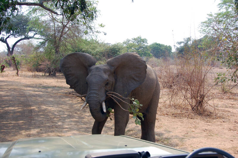 SouthLuangwa NP Campsite Flatdogs