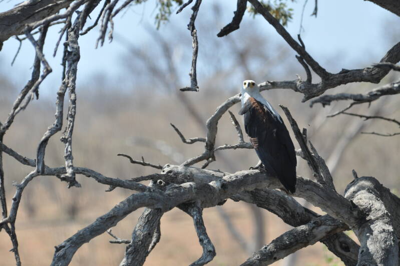 The African FishEagle
