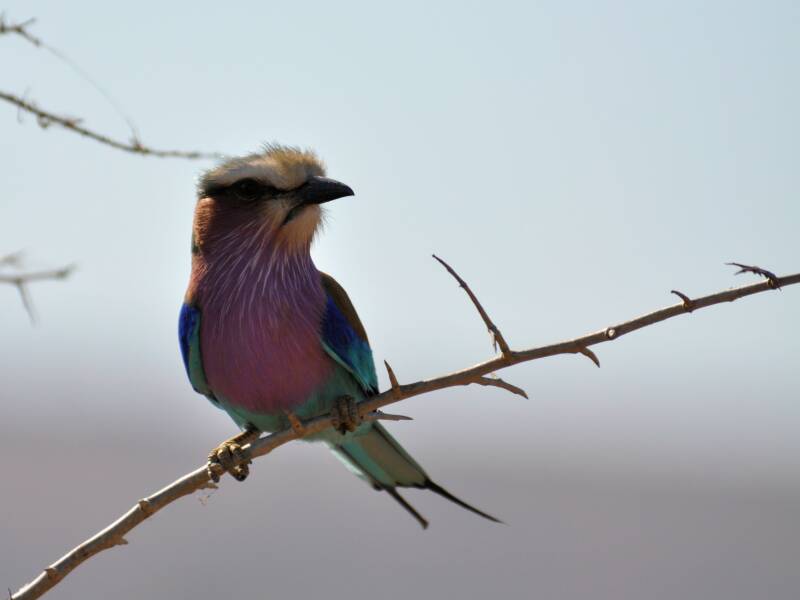 The lilac-breasted roller