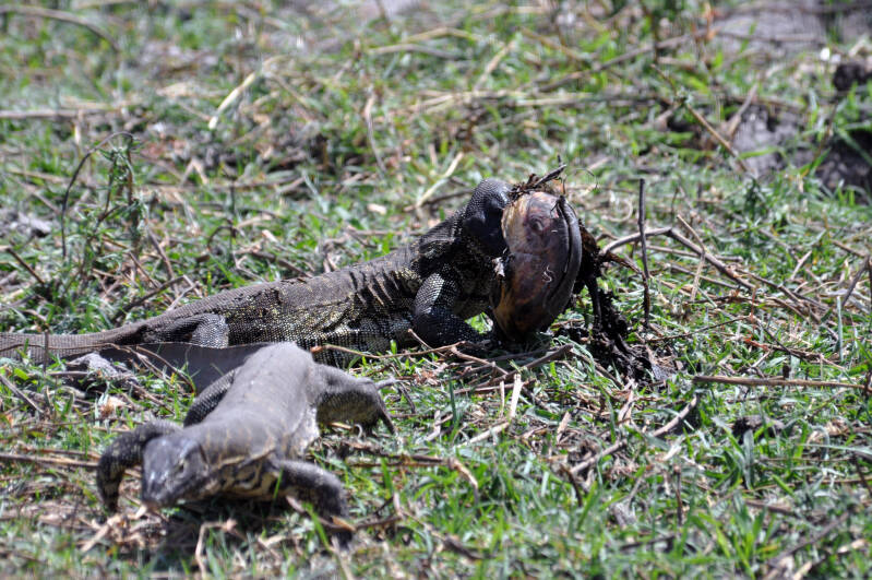 Watermonitor Chobe river