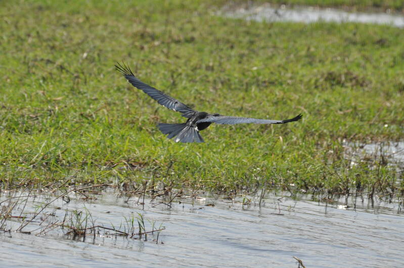 Watermonitor Chobe river