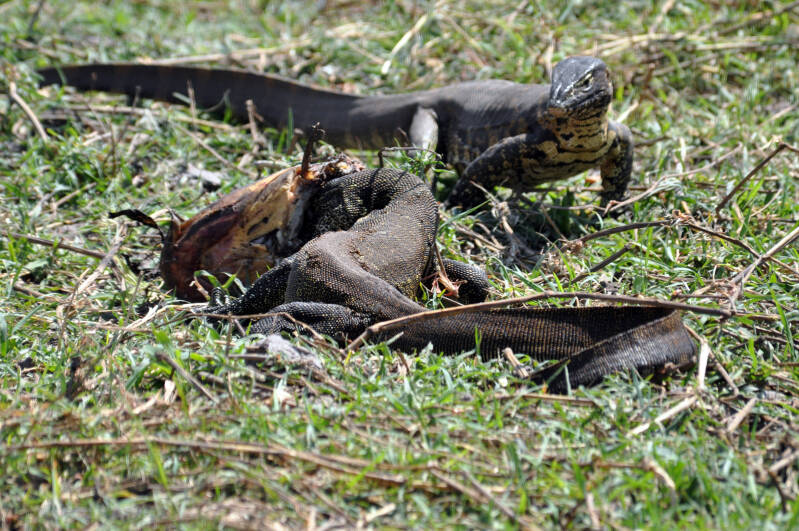 Watermonitor Chobe river