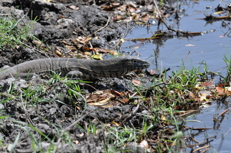 Watermonitor Chobe river