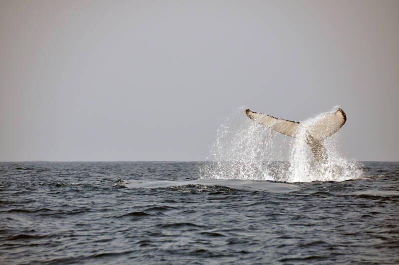 Whale Watching StLucia