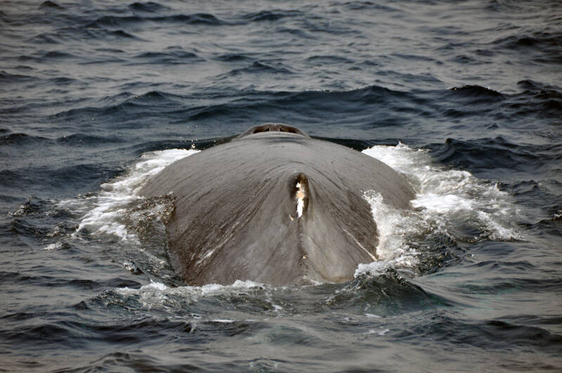 Whale Watching StLucia