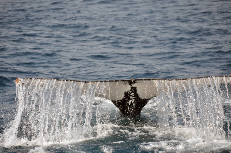 Whale Watching StLucia
