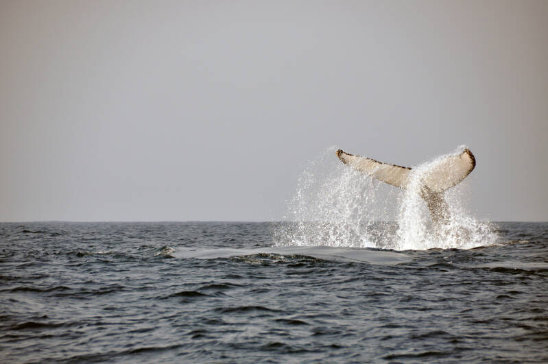 Whale Watching StLucia