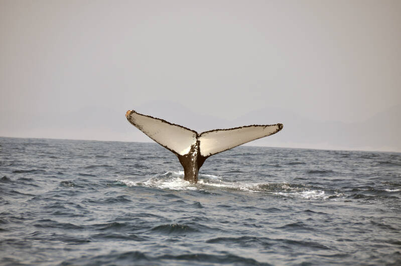 Whale Watching StLucia