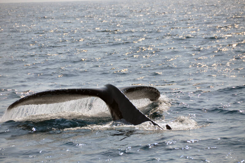 Whale Watching StLucia