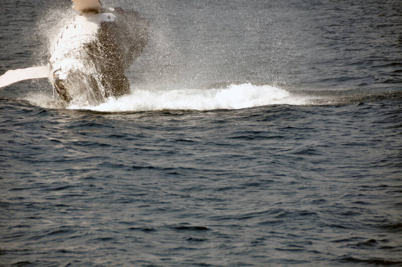 Whale Watching StLucia