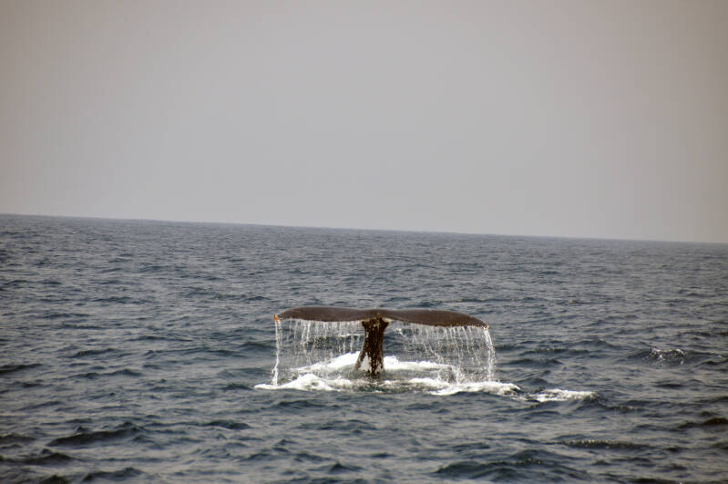 Whale Watching StLucia