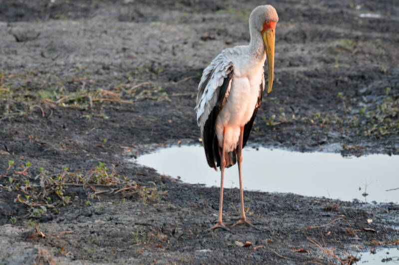 Yellow-billed Stork.