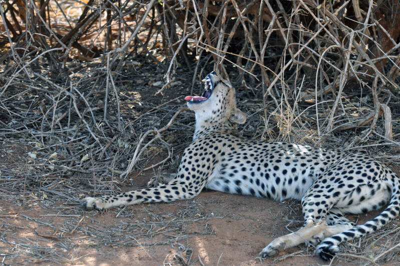 Cheetah Samburu NP