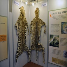 CheetahConservationFundOtjiwarongo5.jpg