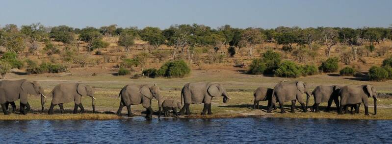 Olifant Cobe river