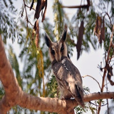 AfrikaanseDwergooruil.jpg