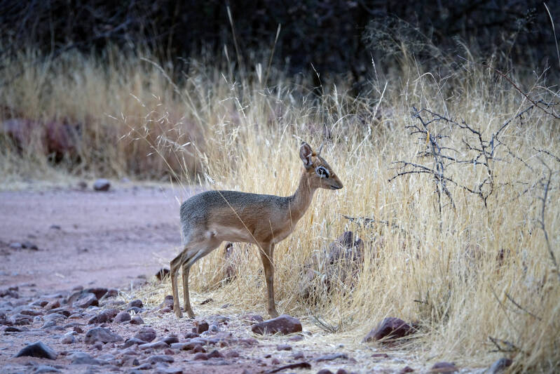 etosha dik-dik