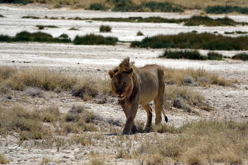 etosha lion