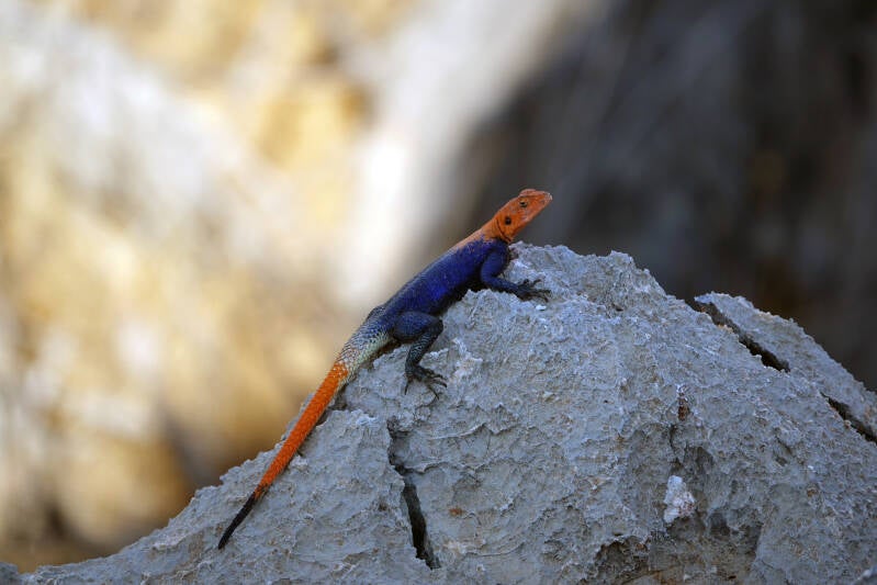 Namibische rots agama