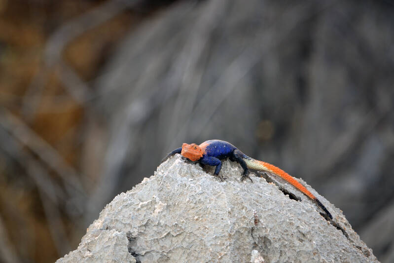  Namibische rots agama