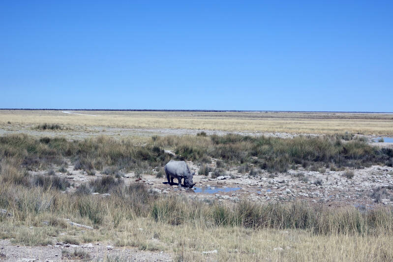 Etosha white rhino