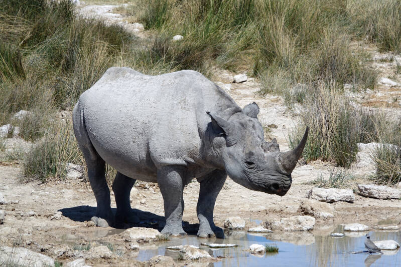 Etosha white rhino