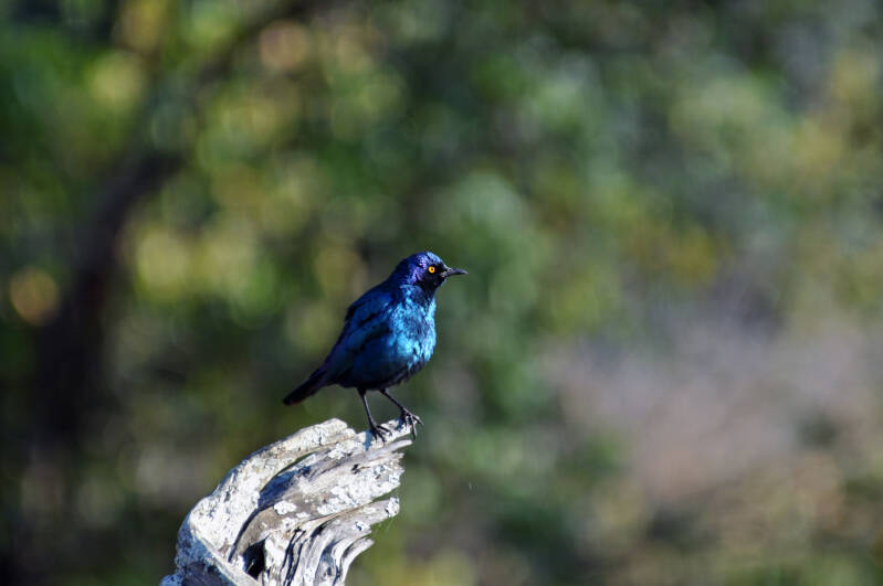 forktailed Drongo.