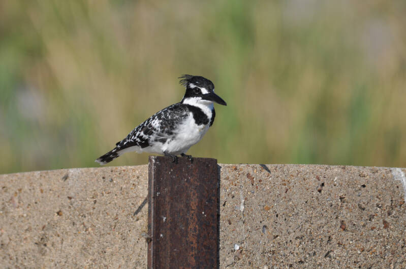 giant kingfisher.
