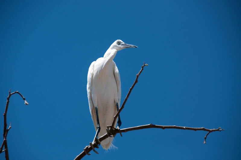 grote zilver reiger lake victoria.