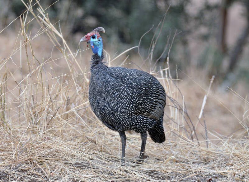 helmeted guineafowl.