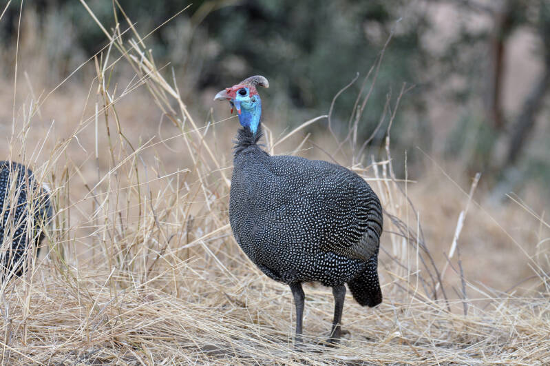 helmeted guineafowl