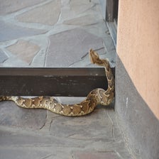 CheetahConservationFundOtjiwarongo12.jpg
