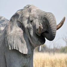 olifantEtoscha.jpg