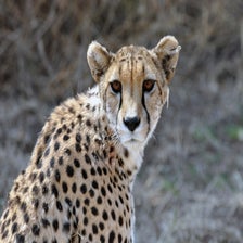 CheetaOtjiwarongo4.jpg