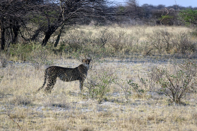 Okonjima Cheeta 