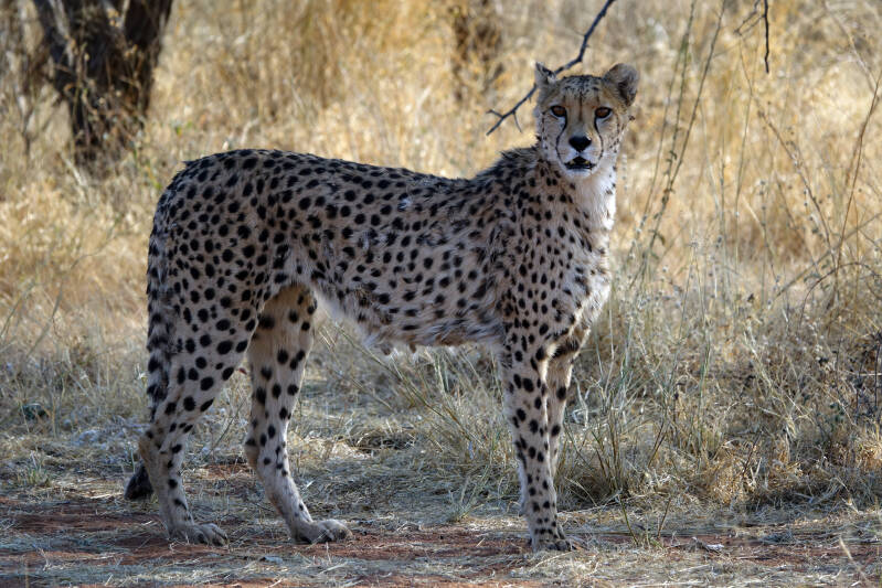 Okonjima Cheeta 