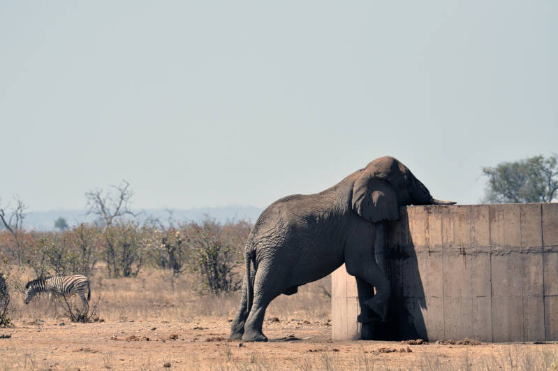 Olifant krugerpark