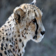 CheetaOtjiwarongo5.jpg